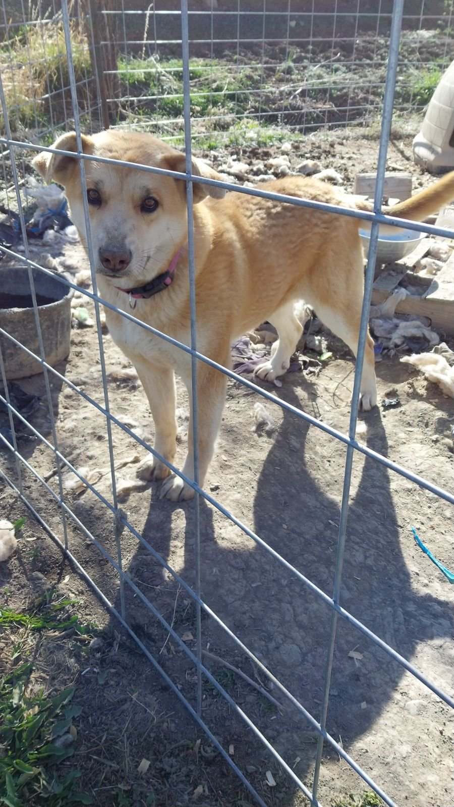 adoptable Dog in Chama, NM named Sister