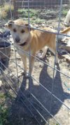 adoptable Dog in , NM named Sister