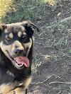 adoptable Dog in , NM named Mick
