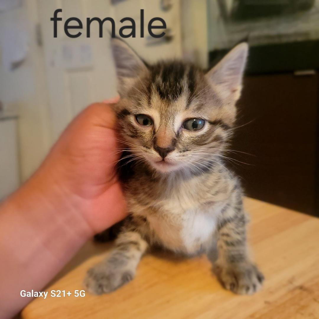 adoptable Cat in Chama, NM named Agate