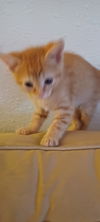 adoptable Cat in , NM named Dido