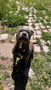 adoptable Dog in  named Sombra