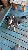 adoptable Dog in  named Susie