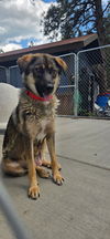 adoptable Dog in  named Mia