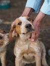 adoptable Dog in  named Sadie