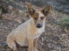 adoptable Dog in  named Pookie