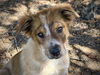 adoptable Dog in  named Desi