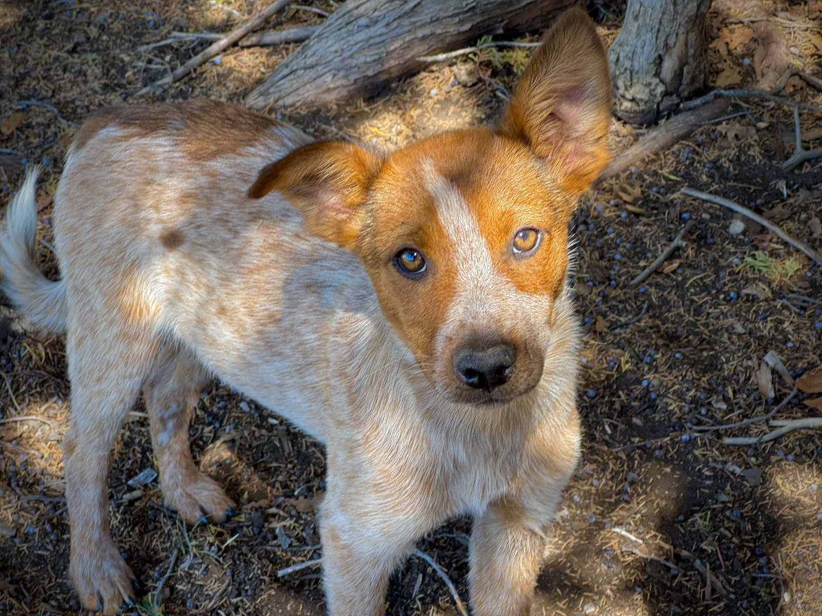 adoptable Dog in Chama, NM named JJ