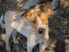 adoptable Dog in  named JJ