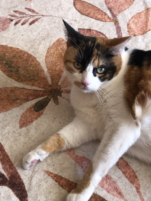 picture of the cat needing adoption
