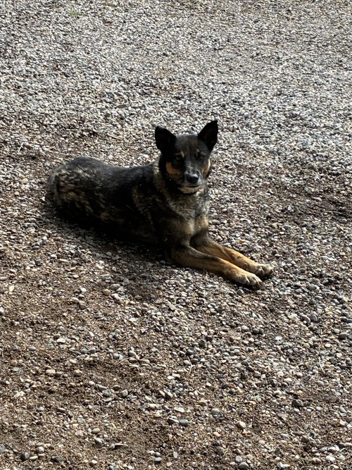 picture of the dog needing adoption
