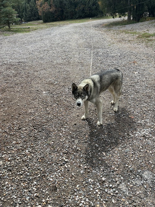picture of the dog needing adoption