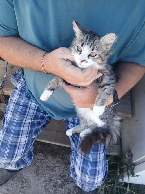 picture of the cat needing adoption