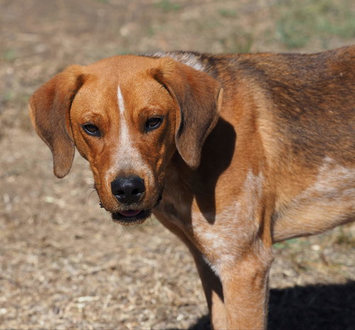 picture of the dog needing adoption