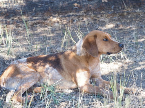 Photo of Bourbon