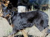 Whiskey - Photo 1