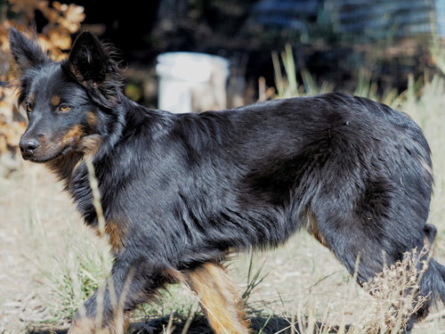 picture of the dog needing adoption