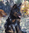 Whiskey - Photo 2
