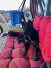 Whiskey - Photo 6
