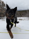Whiskey - Photo 7
