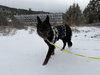 Whiskey - Photo 8