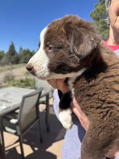 Oreo, an adoptable Australian Shepherd in Chama, NM