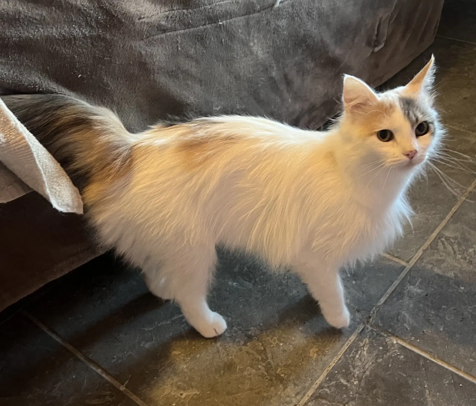 Pretty Patches - Calico