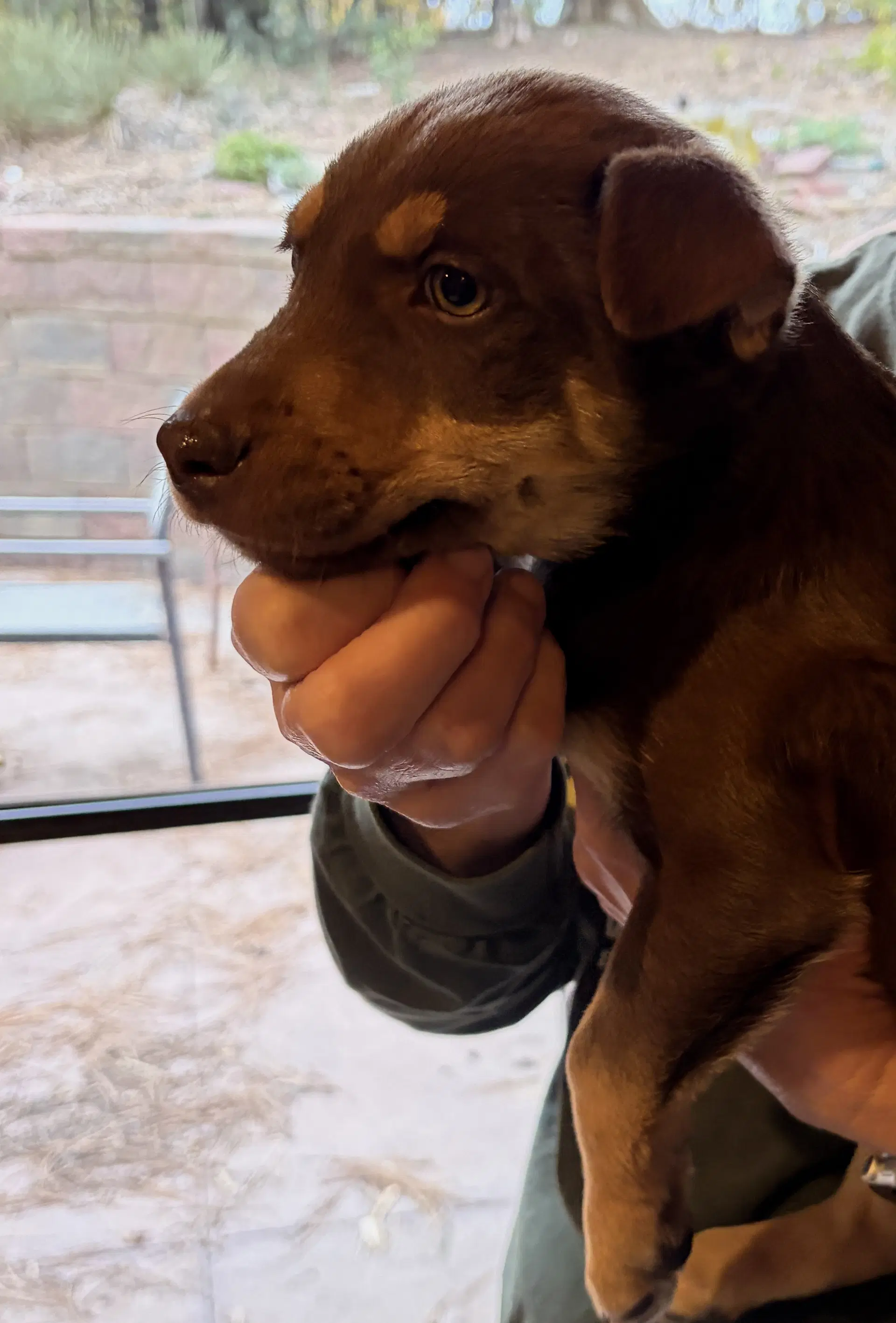 Tatum image 3