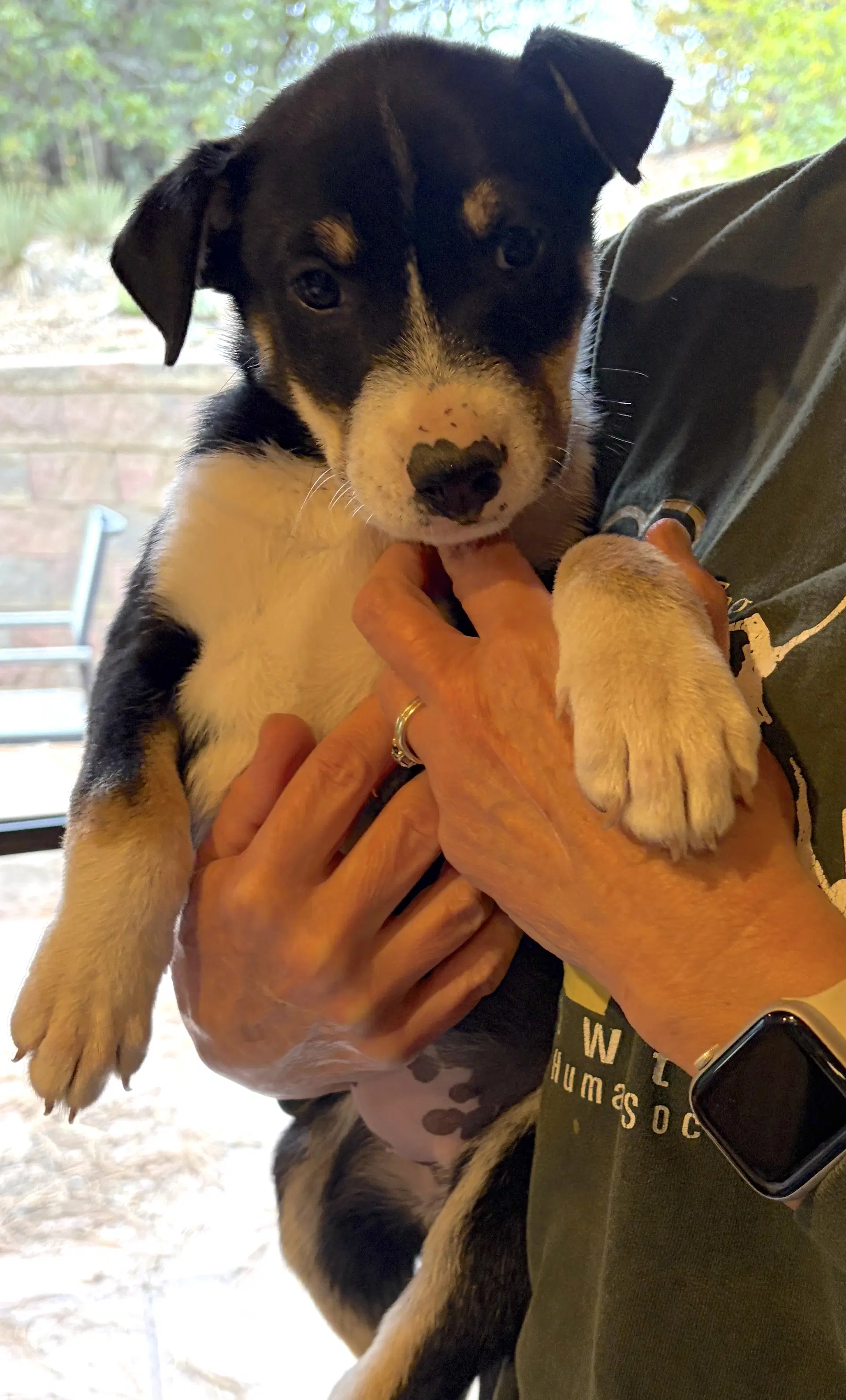 Tessa - Border Collie