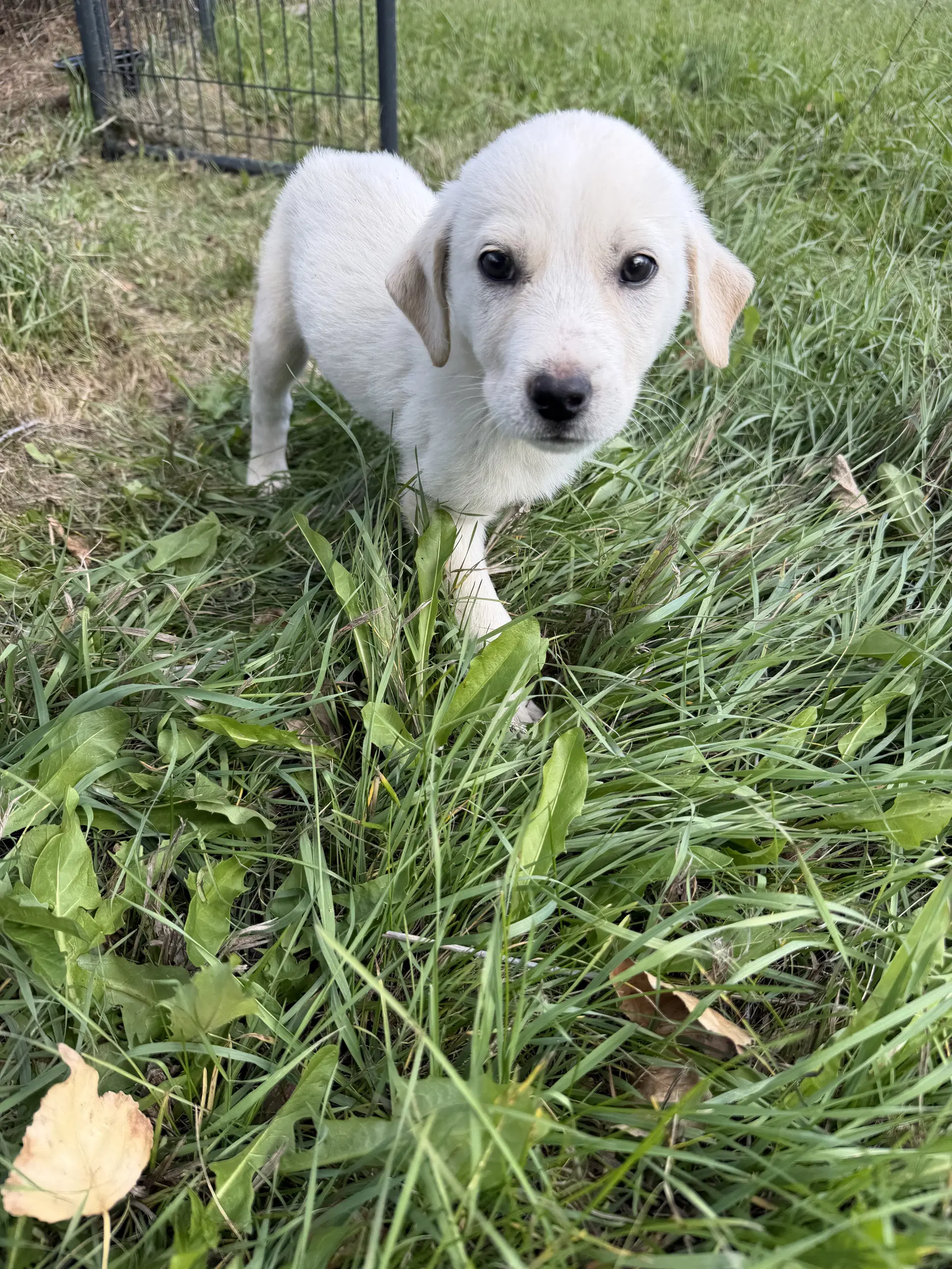 Sasha - Great Pyrenees