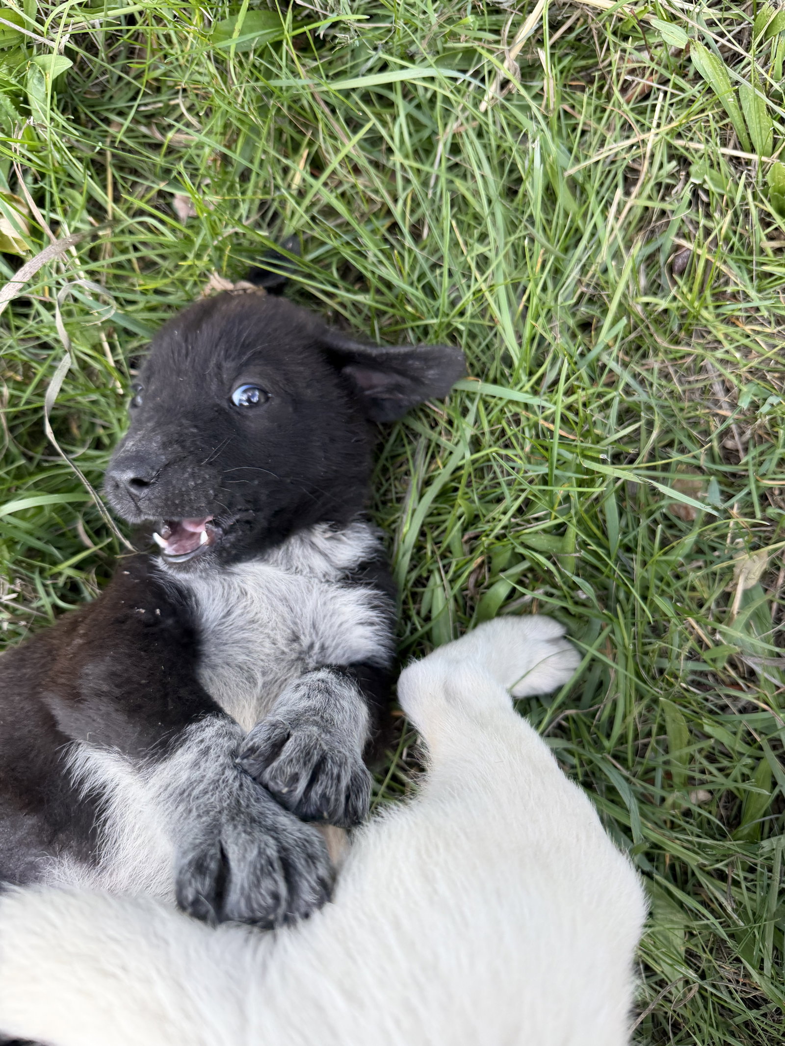 Momo, photo 2