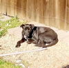adoptable Dog in Waco, TX named MAYA