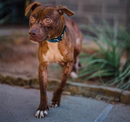 adoptable Dog in Waco, TX named CHOCOLATE