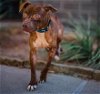 adoptable Dog in waco, TX named CHOCOLATE