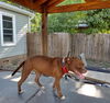 adoptable Dog in Waco, TX named CHOCOLATE