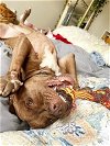 adoptable Dog in waco, TX named COLUMBO