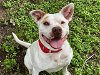 adoptable Dog in waco, TX named TITO