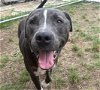 adoptable Dog in waco, TX named CHUEY