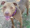 adoptable Dog in waco, TX named SHEBA SHEBES