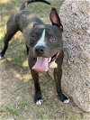 adoptable Dog in waco, TX named OREO MCFLURRY