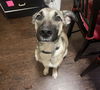 adoptable Dog in Waco, TX named DIOR