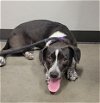adoptable Dog in waco, TX named WAFFLE