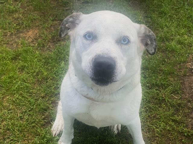 adoptable Dog in Waco, TX named BRAD