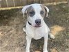 adoptable Dog in waco, TX named TRIPP