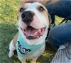 adoptable Dog in waco, TX named BENNY