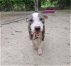 adoptable Dog in waco, TX named PATCHES