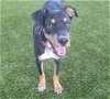 adoptable Dog in waco, TX named OWEN