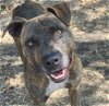 adoptable Dog in waco, TX named ROOT BEER