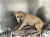 adoptable Dog in waco, TX named AINSLEY