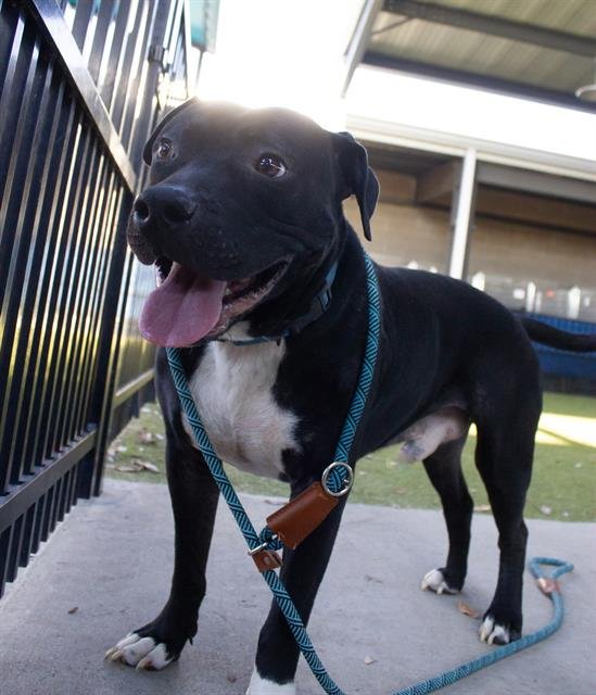 adoptable Dog in Waco, TX named BOOGIE